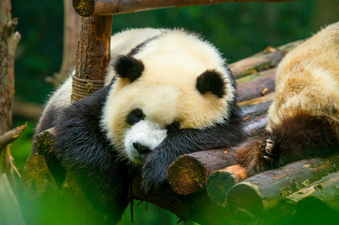 Chengdu